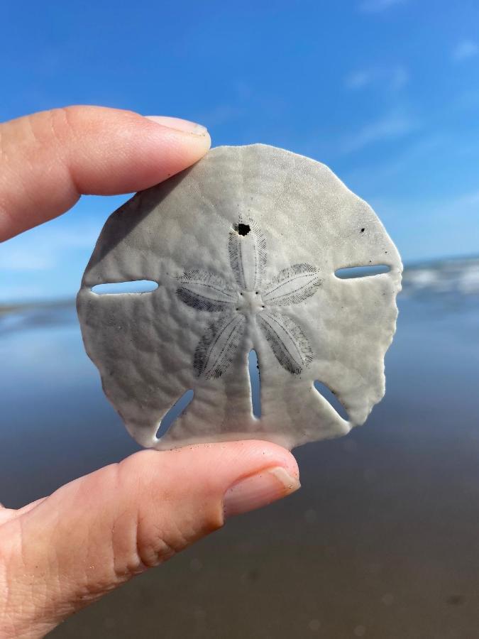 לאס טבלאס Uverito Sand Dollar B&B מראה חיצוני תמונה